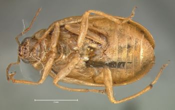 Media type: image;   Entomology 18470 Aspect: habitus ventral view